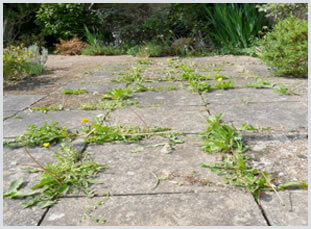 Gardening Services 4